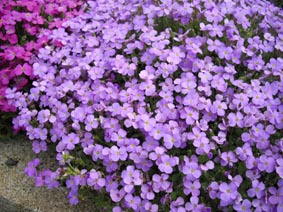 Aubrieta 'Royal blue'